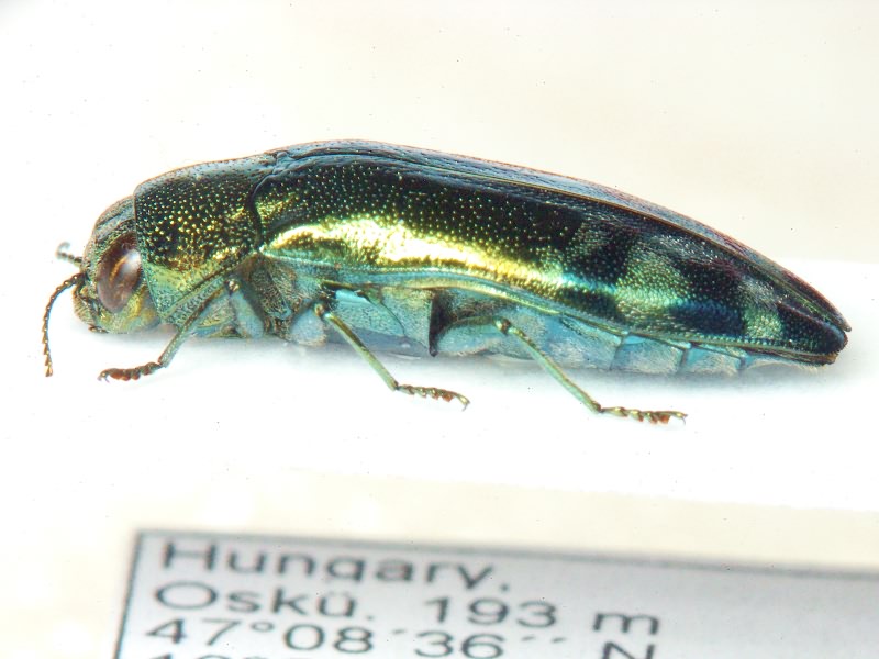 Coraebus fasciatus (Villers, 1789)